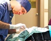 pet friendly montreal vet surgery