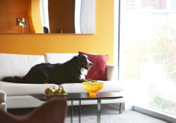 dog friendly hotel in montreal